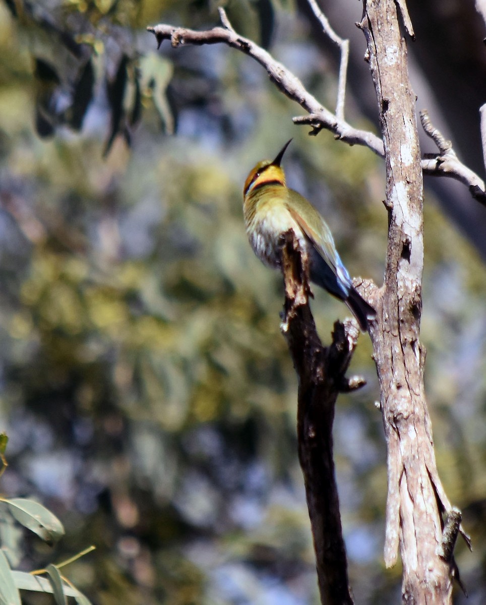 Rainbow Bee-eater - Neil Roche-Kelly