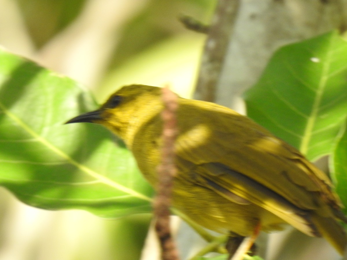 Yellow Honeyeater - Monica Mesch