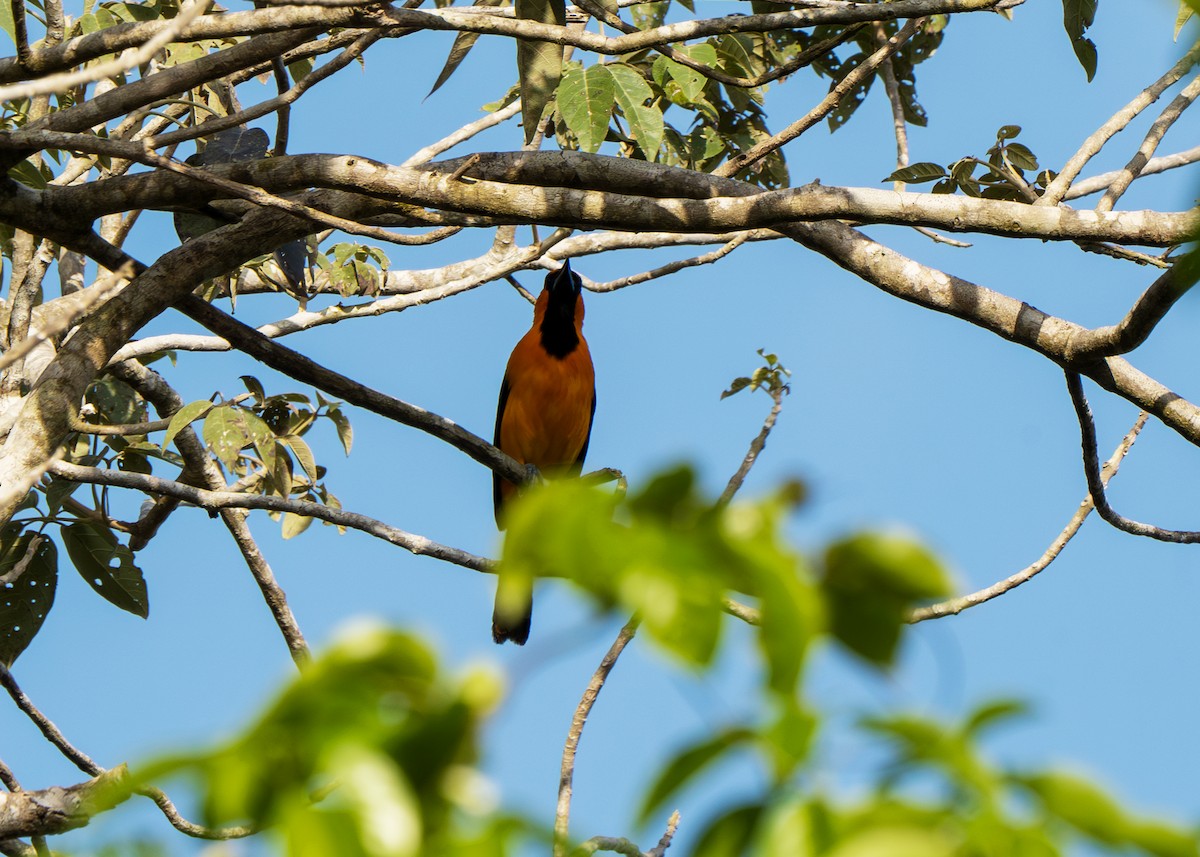 Orange Oriole - ML619609542