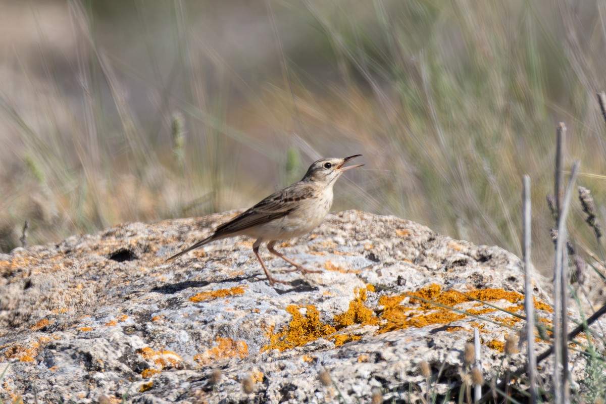 Tawny Pipit - Joe Downing