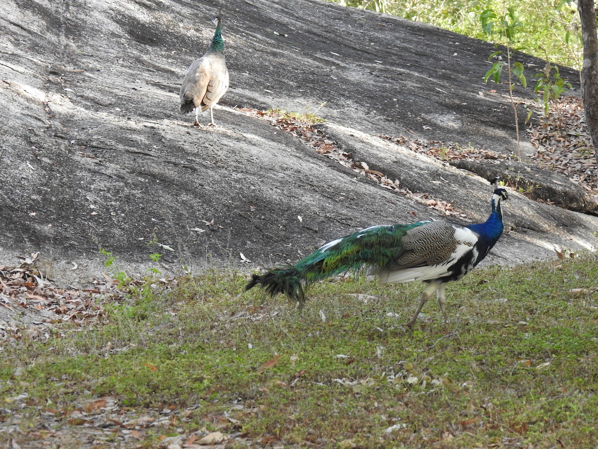 Indian Peafowl (Domestic type) - ML619609544