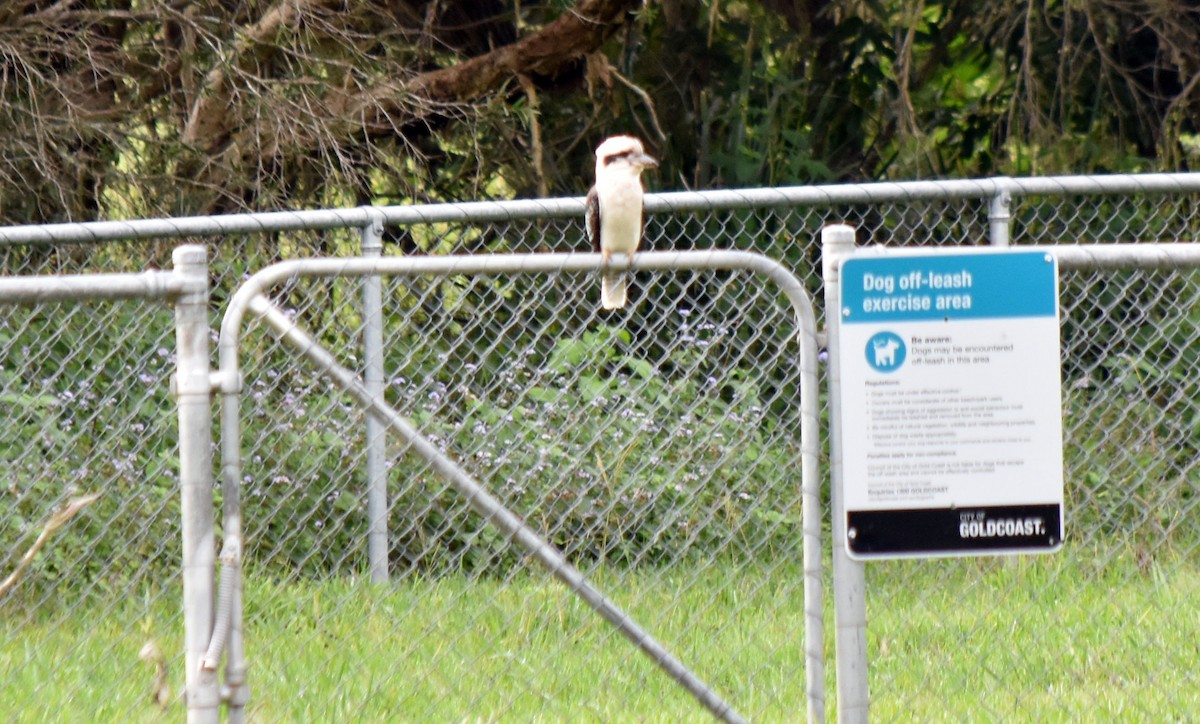 Laughing Kookaburra - Neil Roche-Kelly