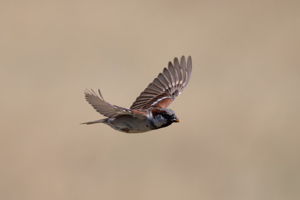 House Sparrow - Joe Downing