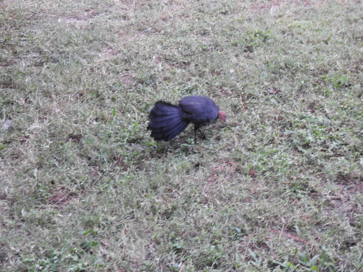 Australian Brushturkey - ML619609549