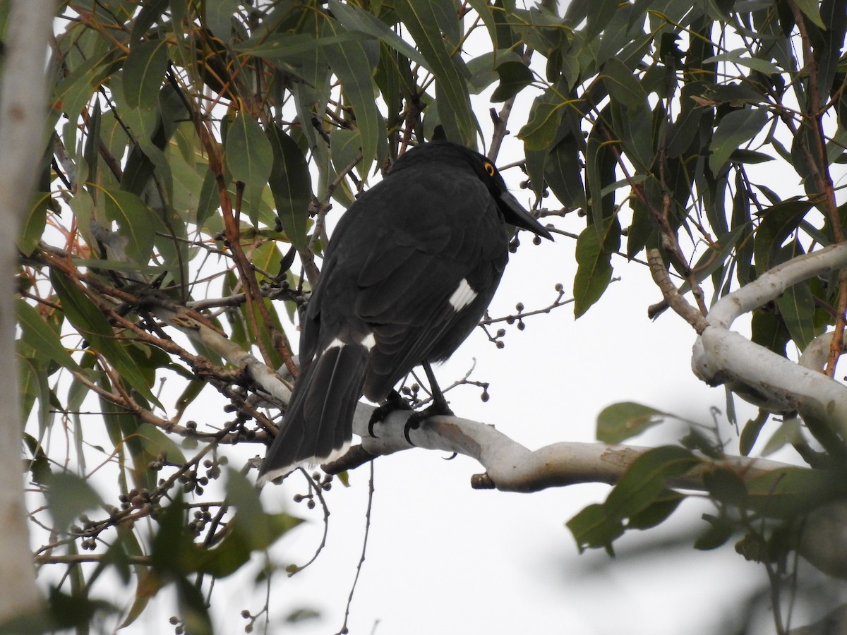 Pied Currawong - Jeniffer Gómez-Camargo