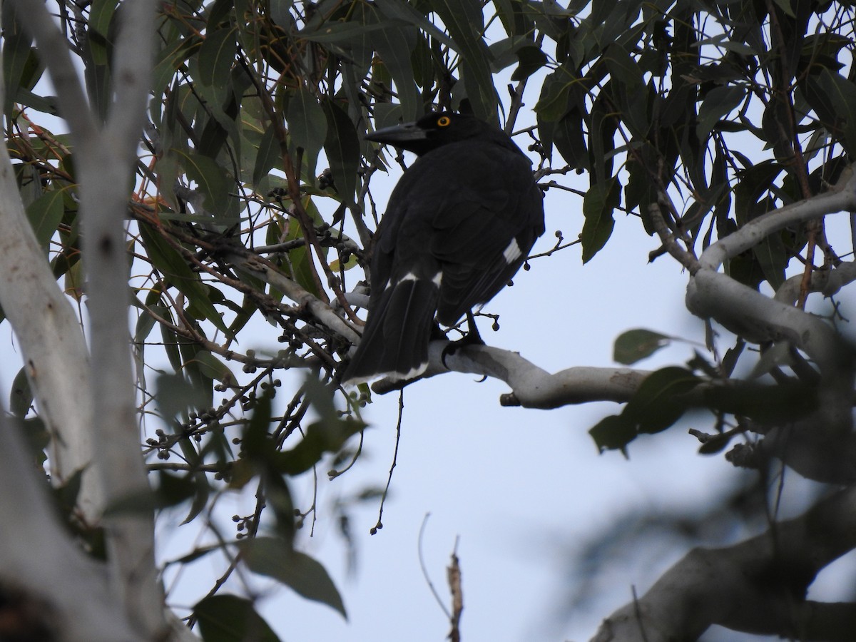 Pied Currawong - Jeniffer Gómez-Camargo