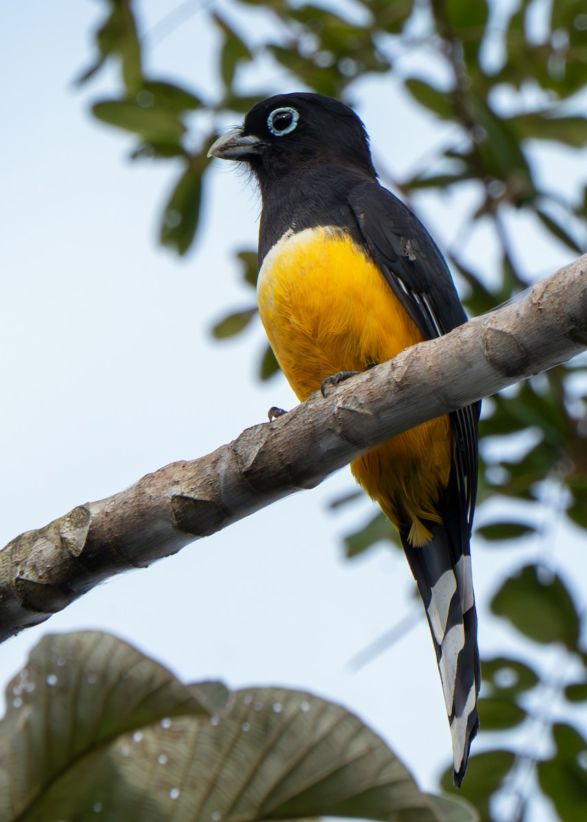 Black-headed Trogon - Bruno  Silva