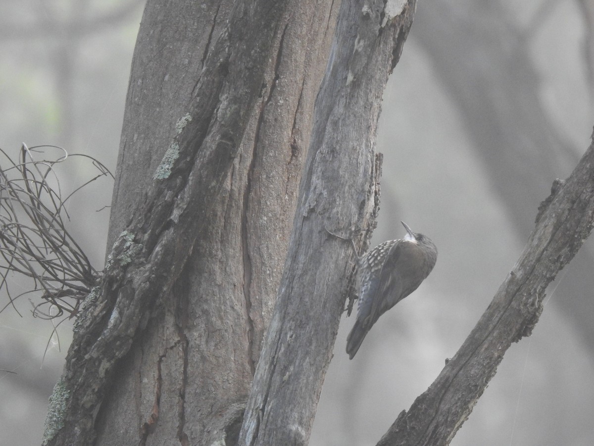 White-throated Treecreeper - Jeniffer Gómez-Camargo