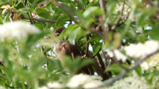 Great Reed Warbler - ML619609557