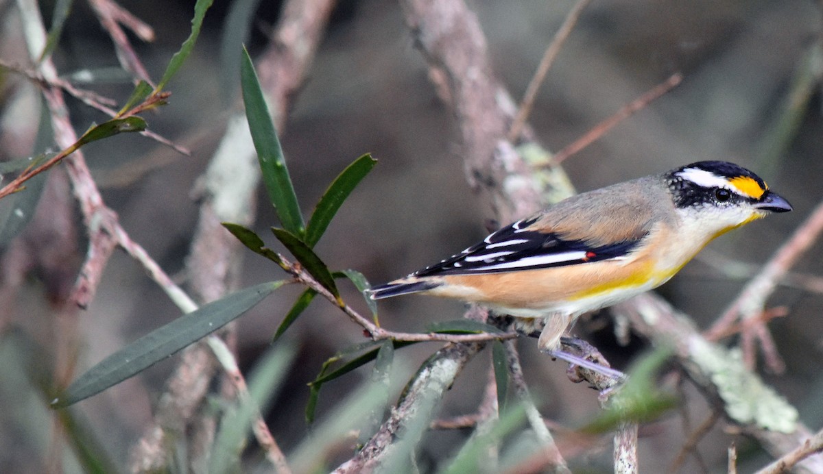 Striated Pardalote - Neil Roche-Kelly