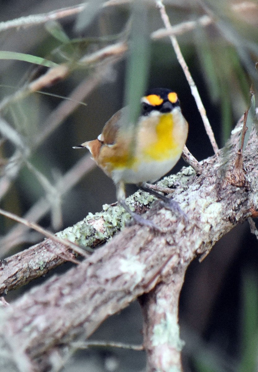 Striated Pardalote - Neil Roche-Kelly