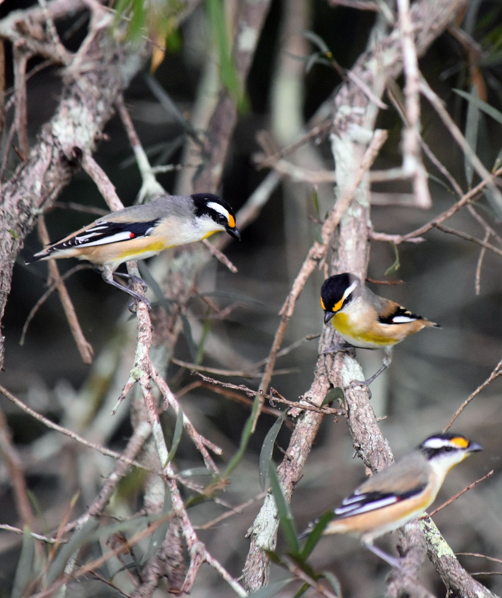 Striated Pardalote - Neil Roche-Kelly