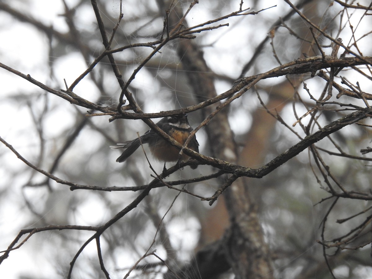 Gray Fantail - Jeniffer Gómez-Camargo