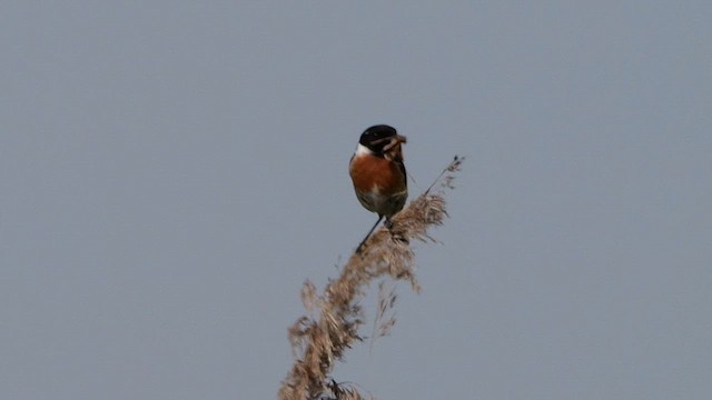 European Stonechat - ML619609566