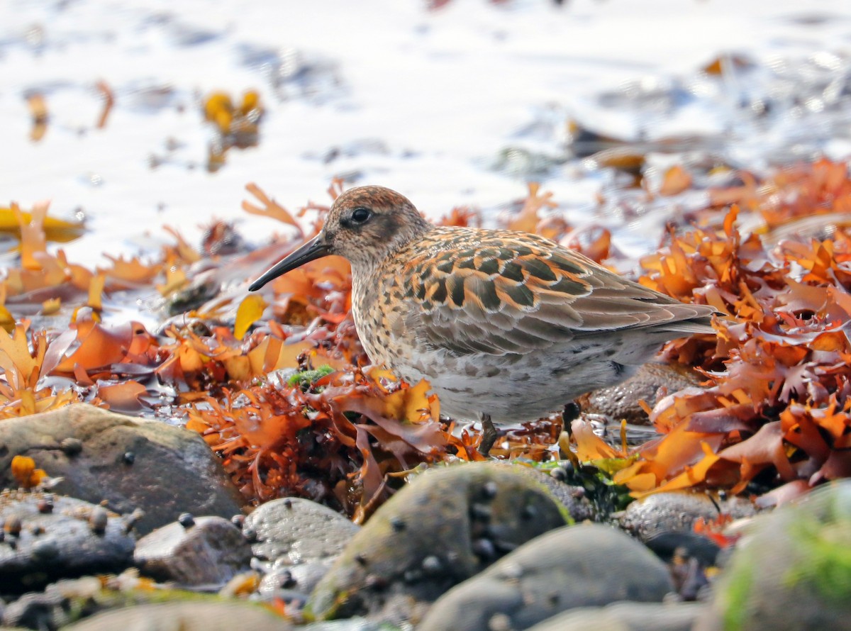 Rock Sandpiper (couesi) - Jason Wilder