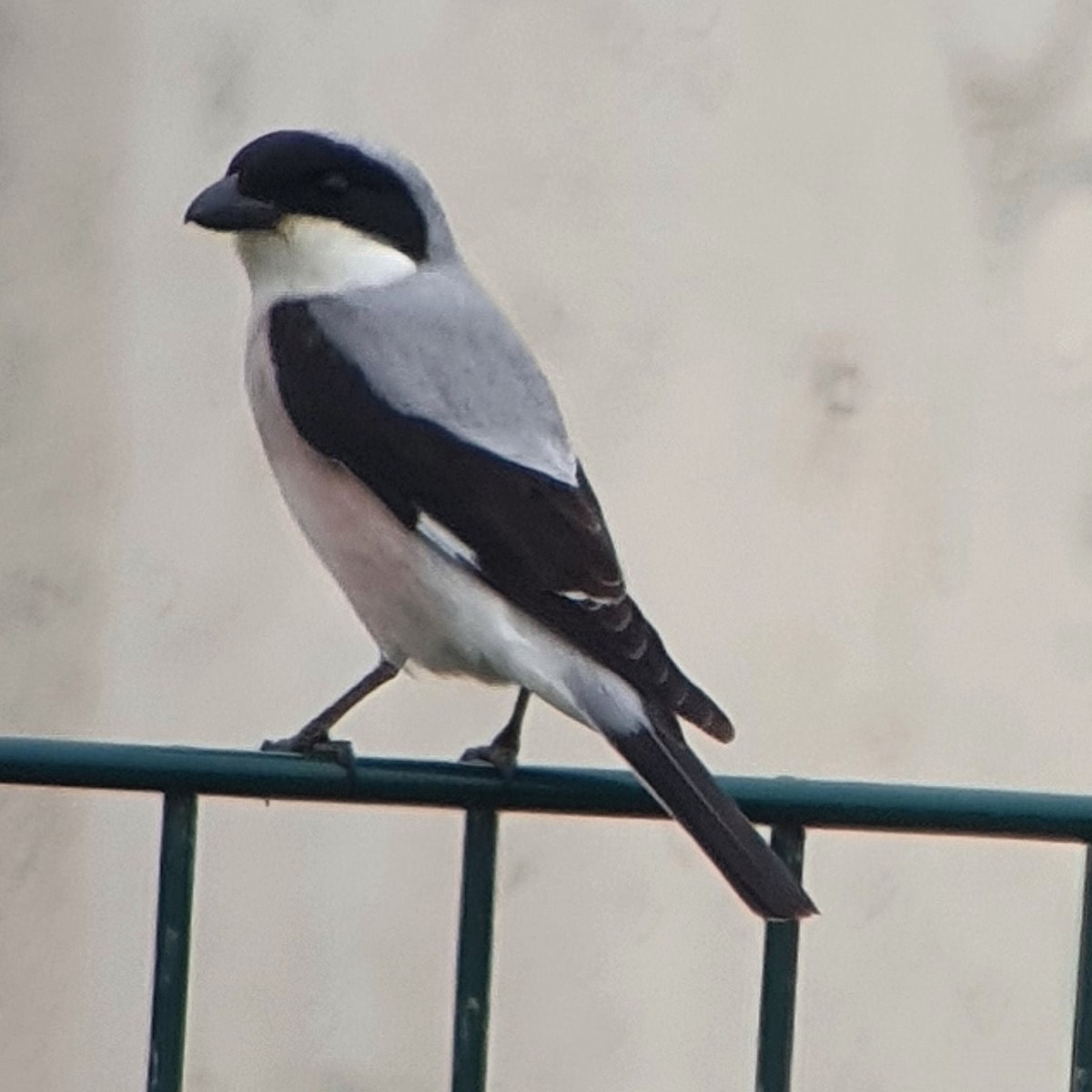 Lesser Gray Shrike - Christoph Nissen