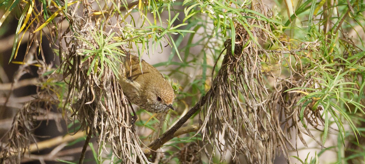 Brown Thornbill - Ben Milbourne