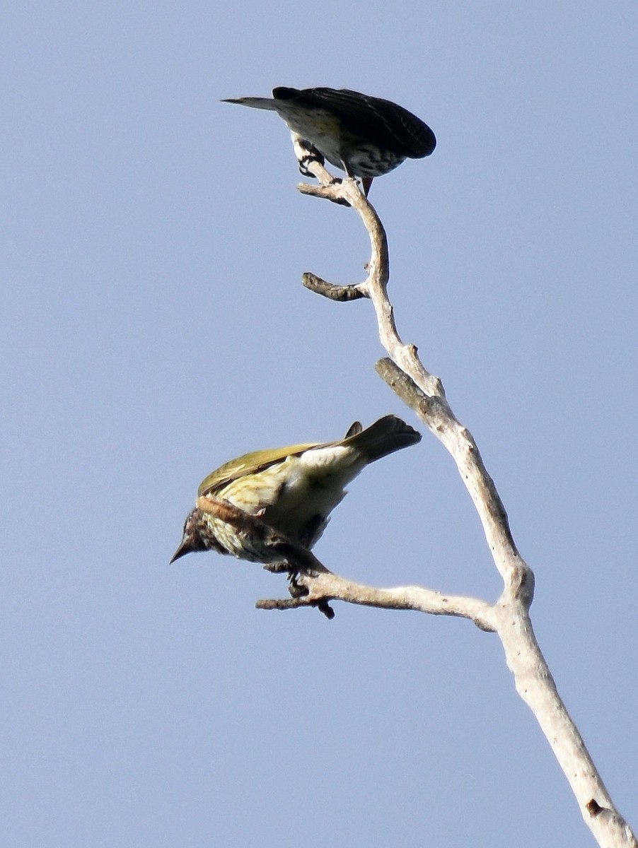 Olive-backed Oriole - Neil Roche-Kelly