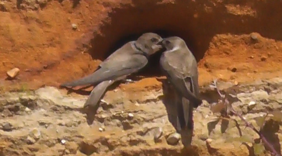 Bank Swallow - Christopher Bourne