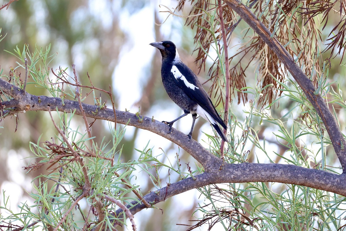 Australian Magpie - Terry O’Connor