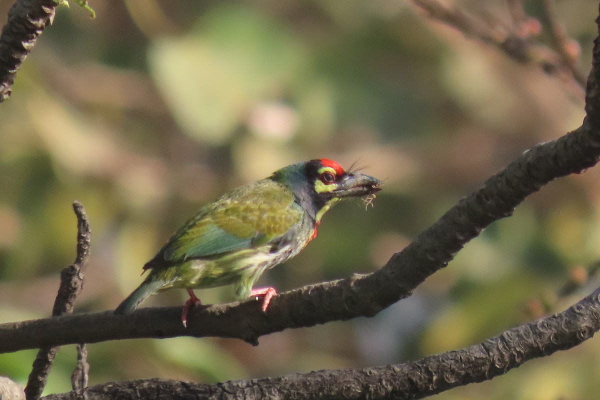 Coppersmith Barbet - Chitra Ingole