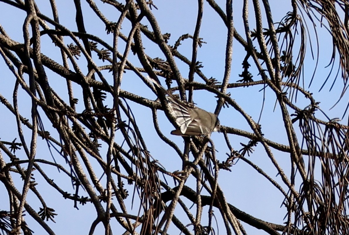 Gray Fantail - Terry O’Connor