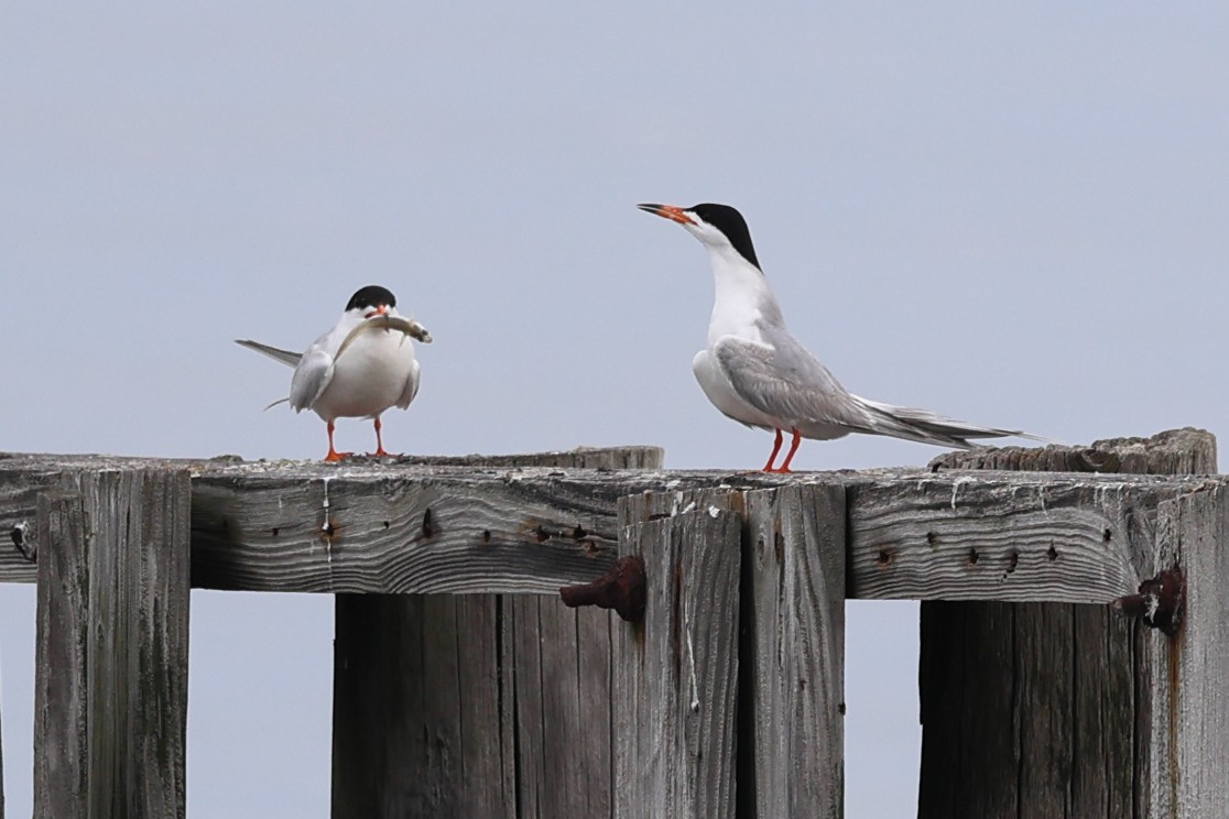 Forster's Tern - Darcy Pinotti
