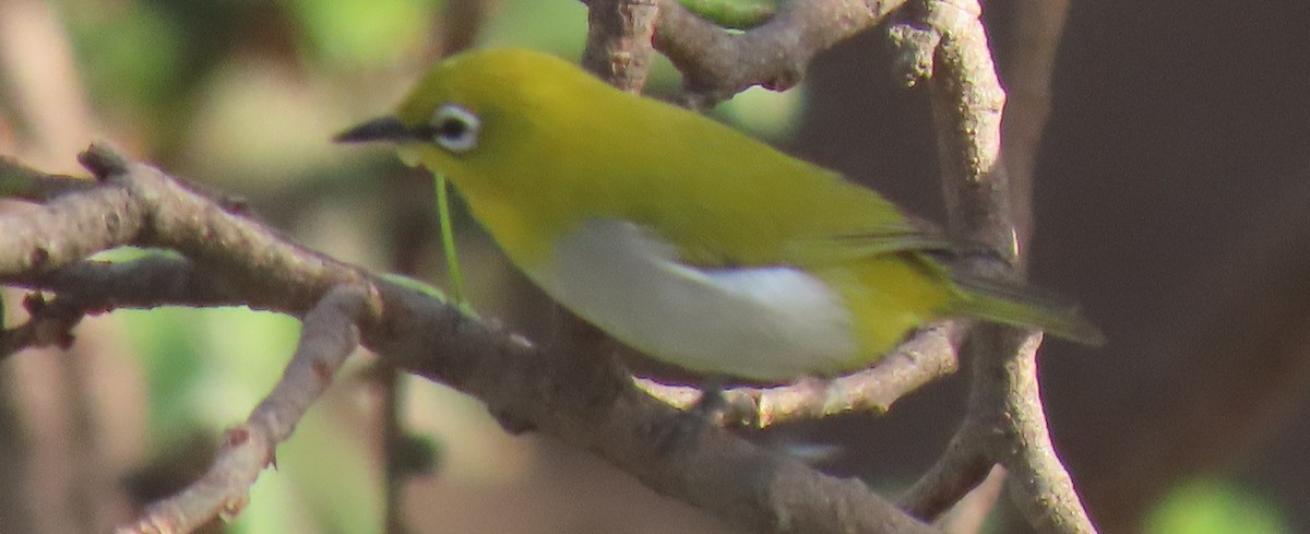 Indian White-eye - Chitra Ingole