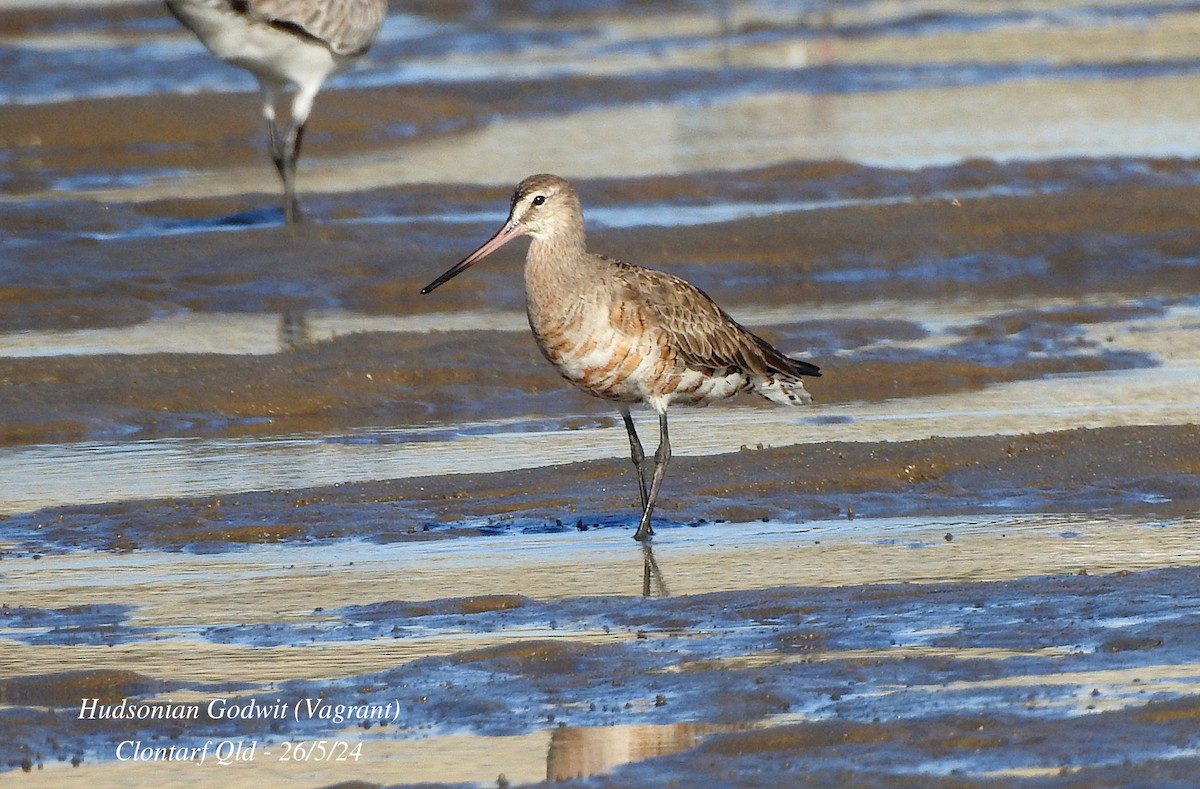 Hudsonian Godwit - Marie Tarrant