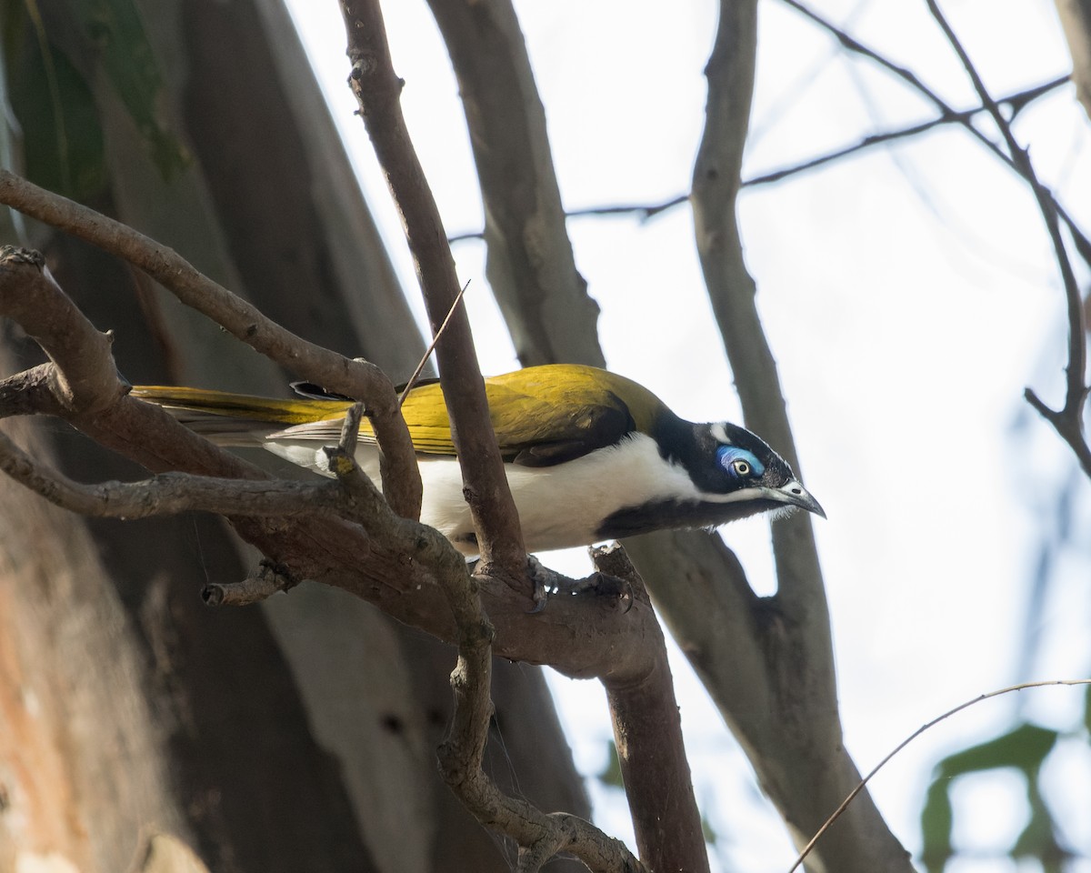 Blue-faced Honeyeater - ML619609602