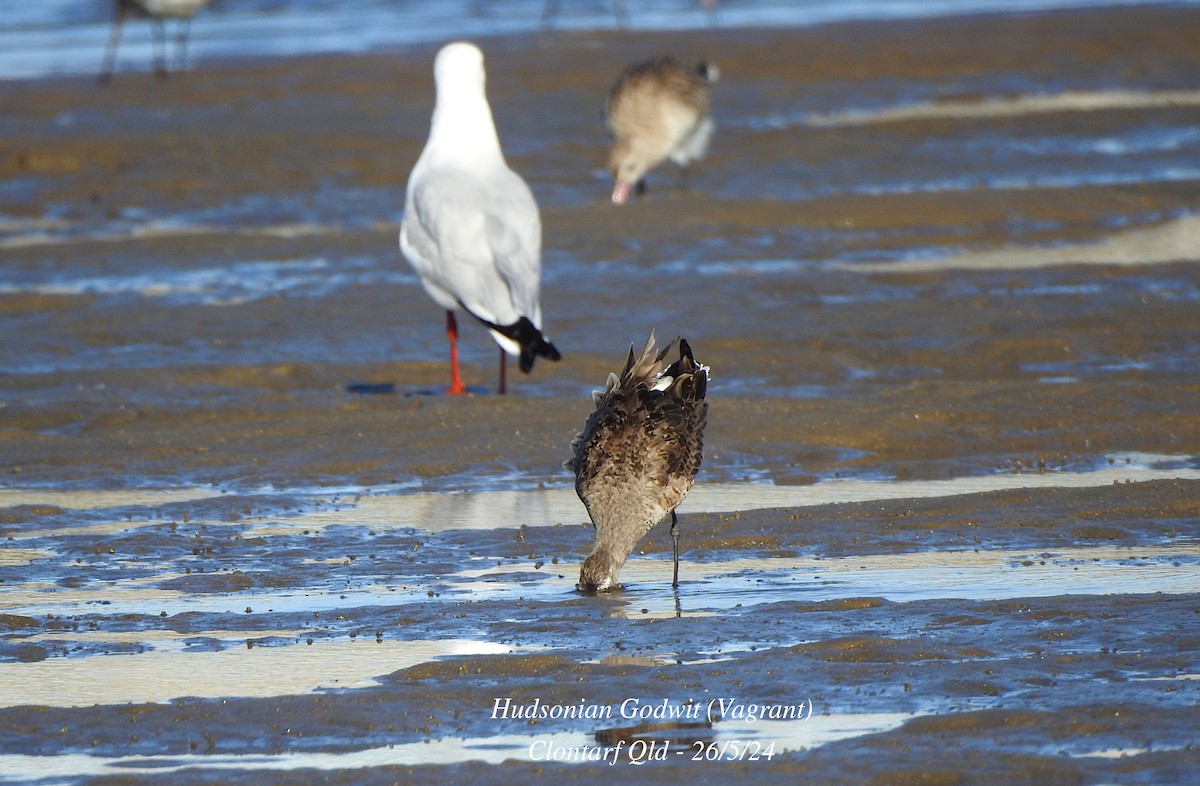 Hudsonian Godwit - Marie Tarrant