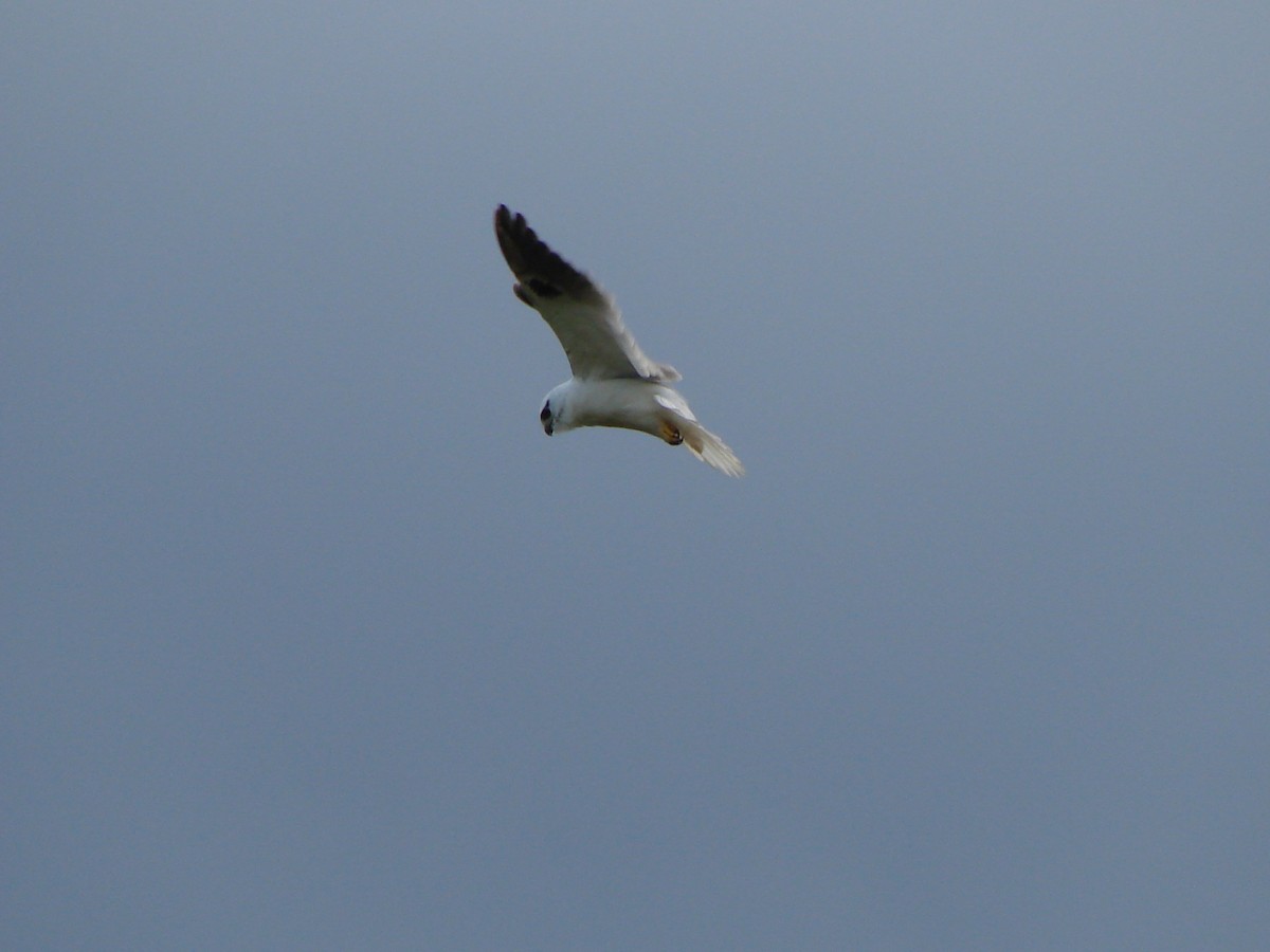 Black-shouldered Kite - Andrew Bishop