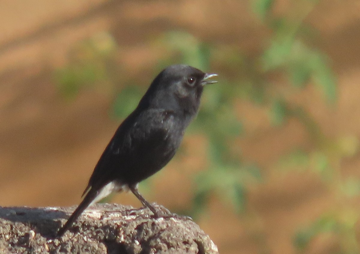 Pied Bushchat - Chitra Ingole