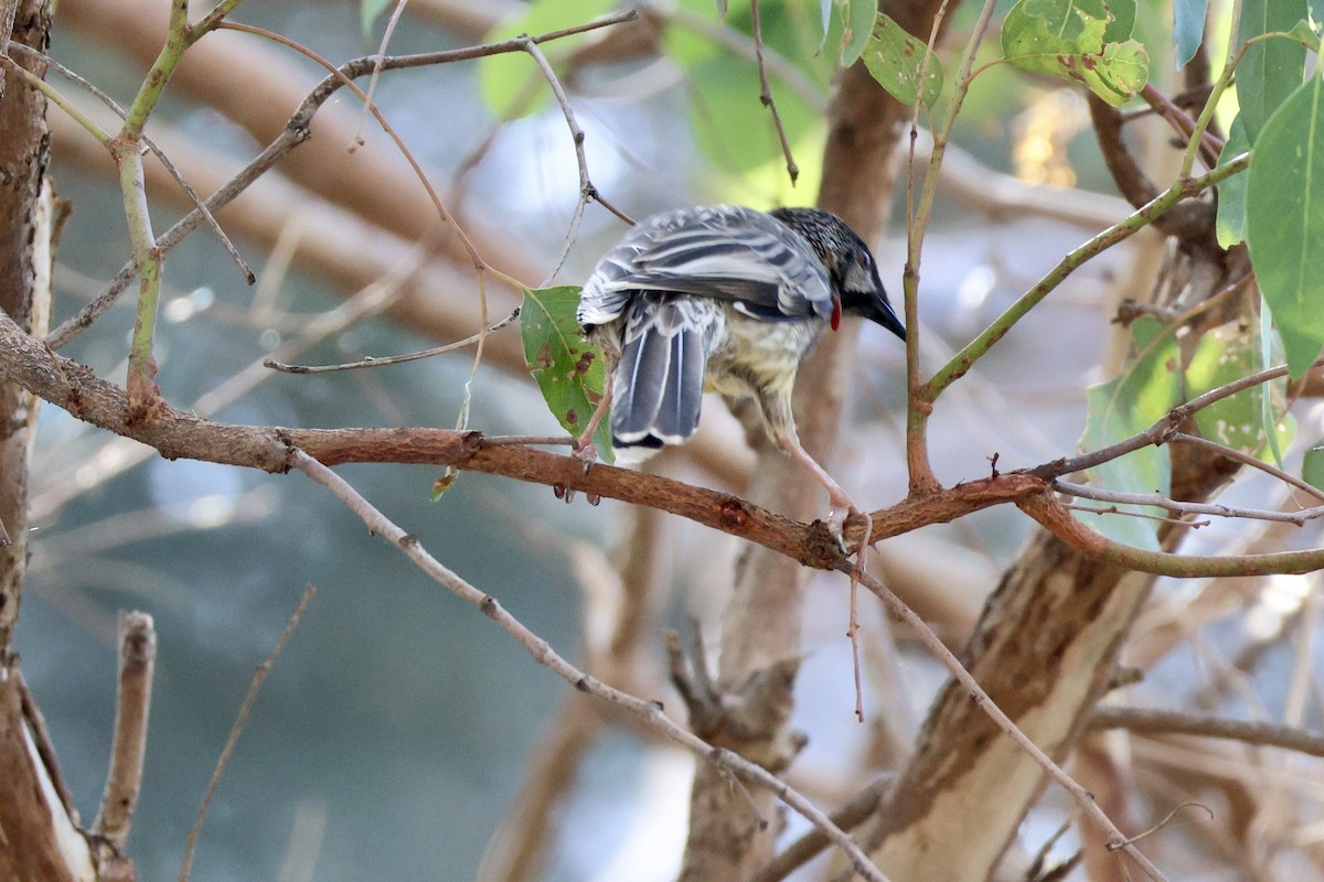 Red Wattlebird - Terry O’Connor