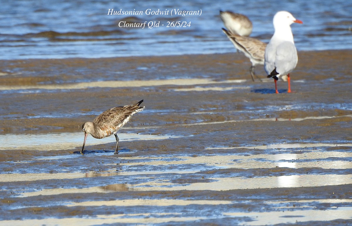 Hudsonian Godwit - Marie Tarrant