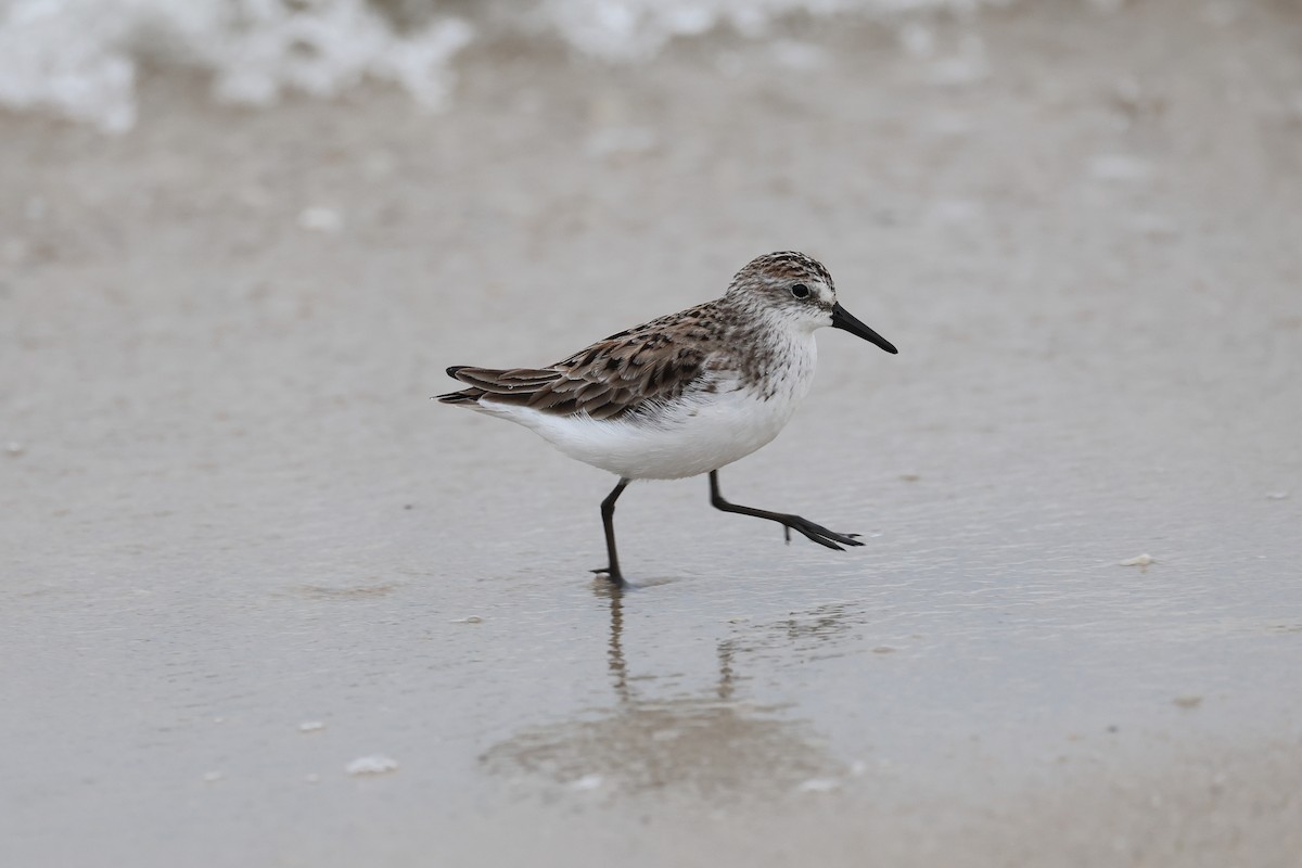 Semipalmated Sandpiper - Darcy Pinotti