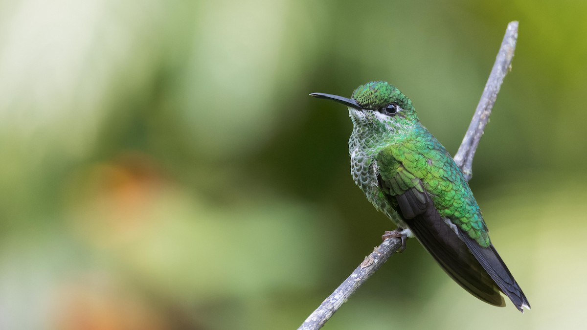 Green-crowned Brilliant - John Andersen