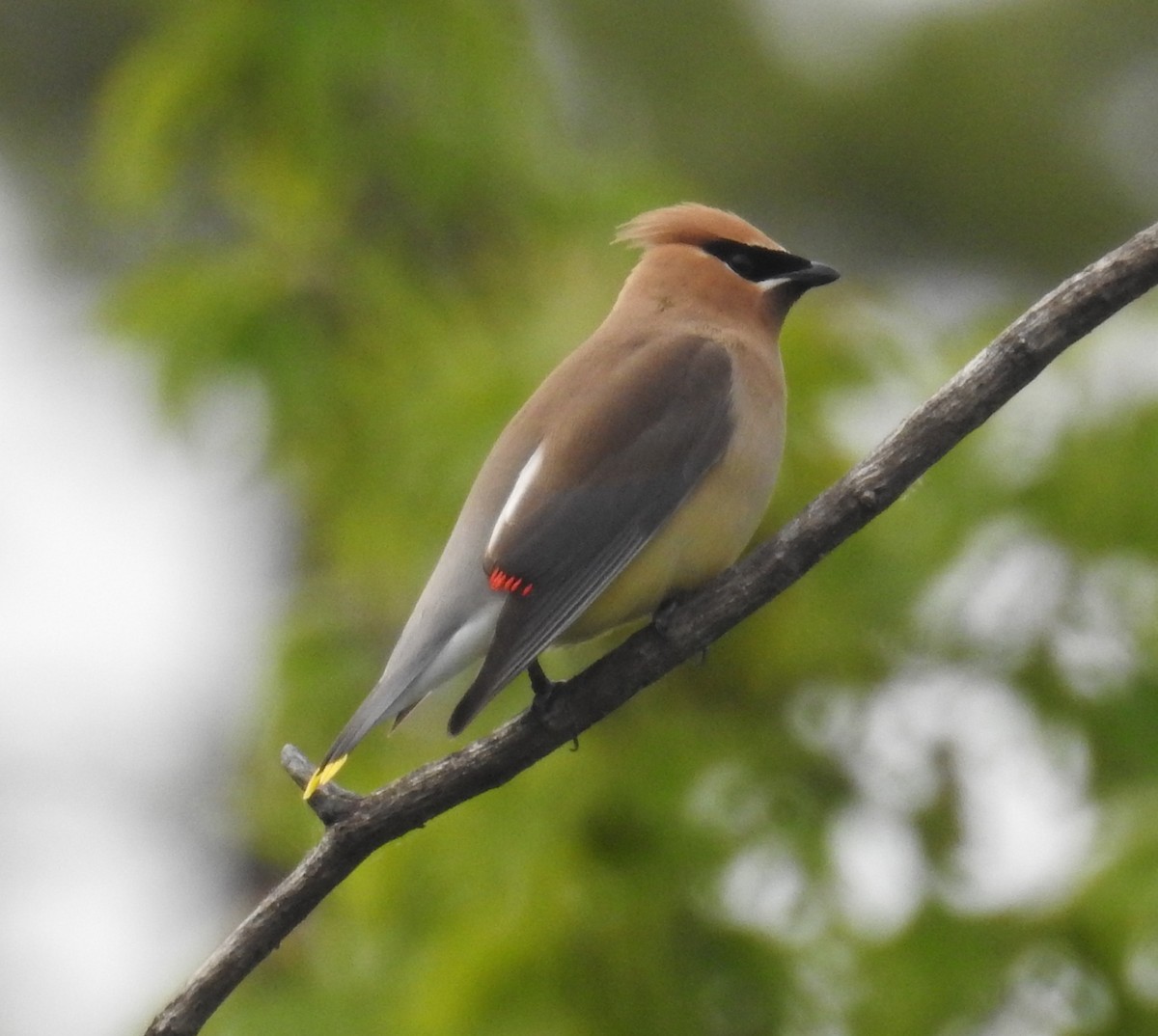 Cedar Waxwing - ML619609631