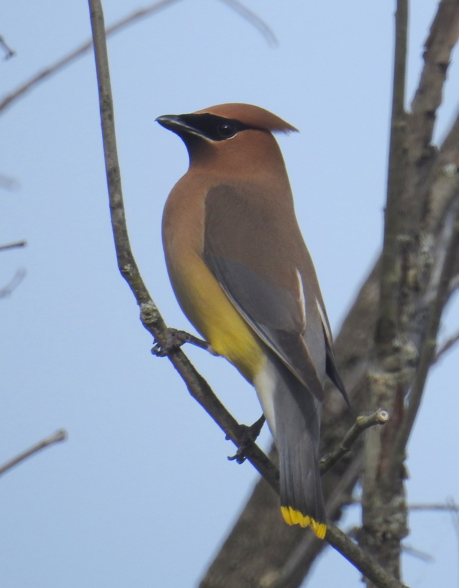 Cedar Waxwing - Finn Etter