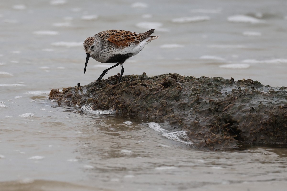 Dunlin - ML619609634