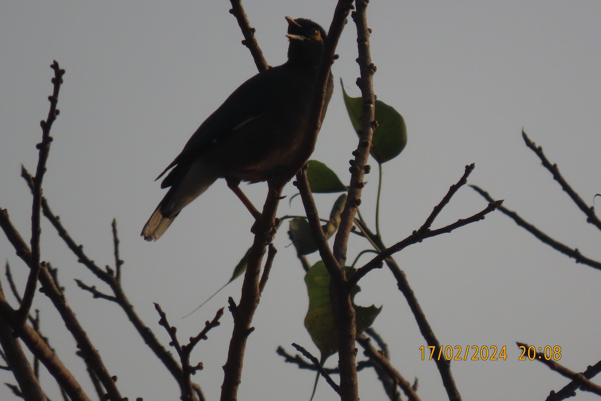 Jungle Myna - Chitra Ingole