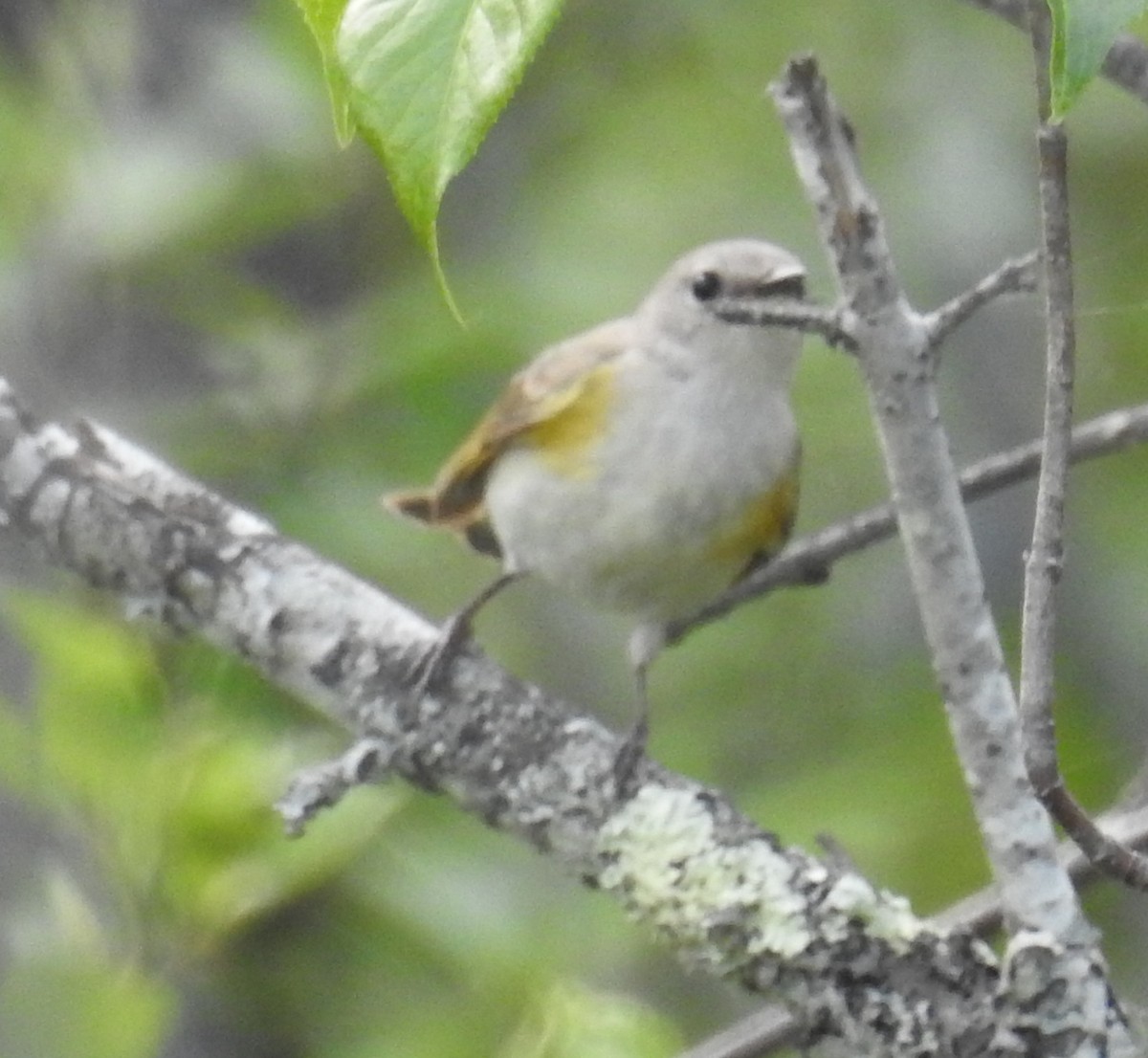 American Redstart - Finn Etter