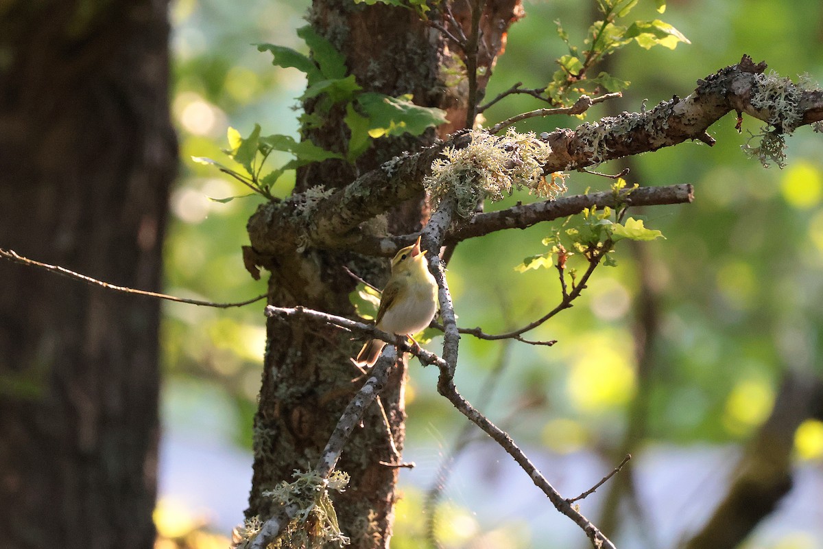 Wood Warbler - Seán Holland