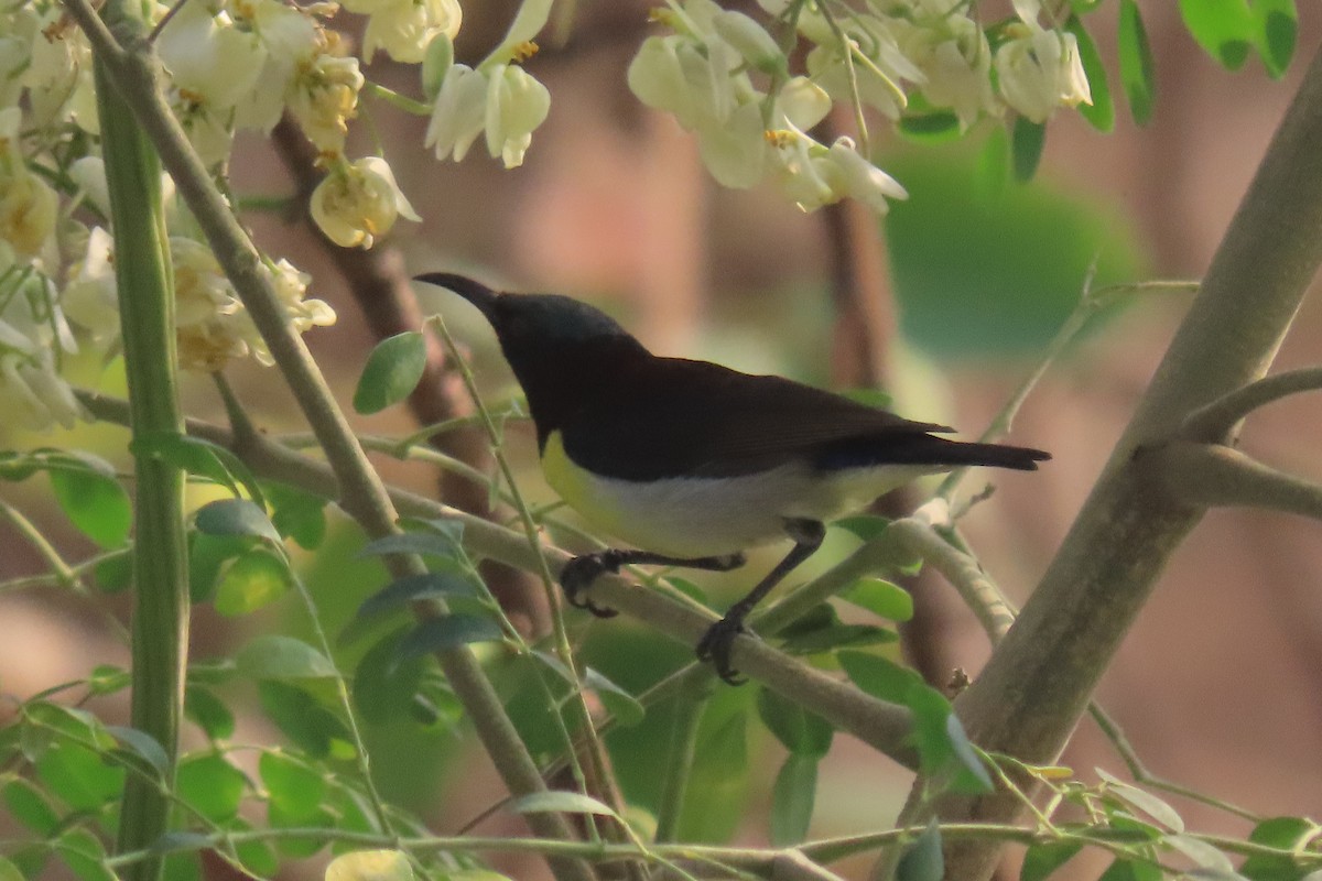 Purple-rumped Sunbird - Chitra Ingole