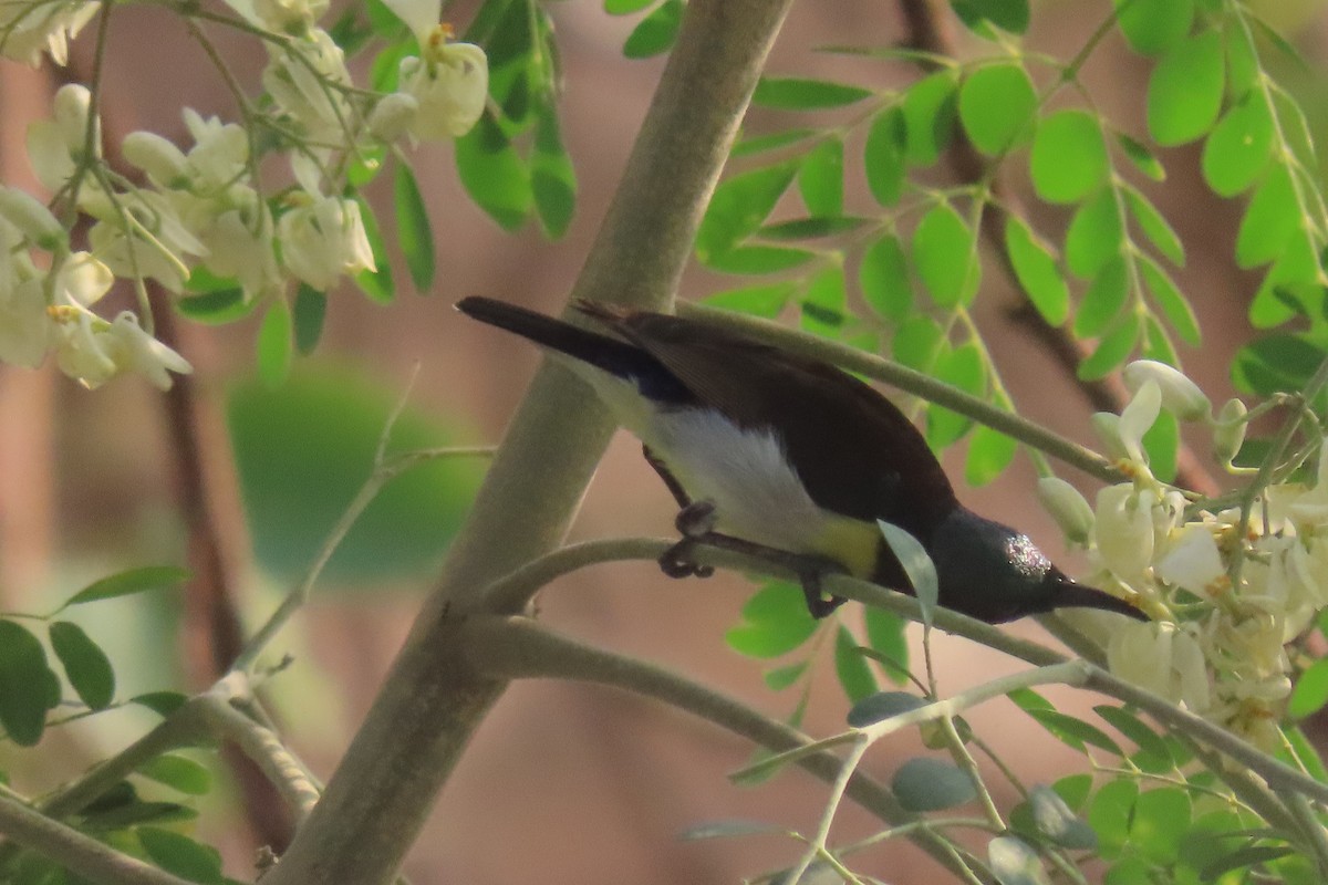 Purple-rumped Sunbird - Chitra Ingole