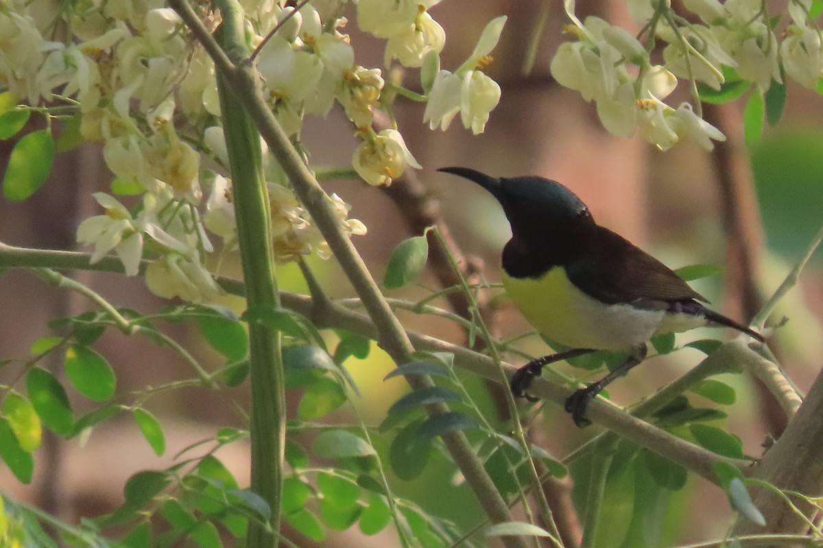 Purple-rumped Sunbird - Chitra Ingole