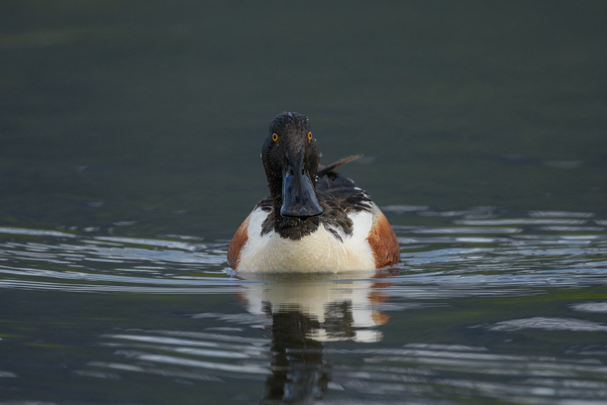 Northern Shoveler - ML619609658