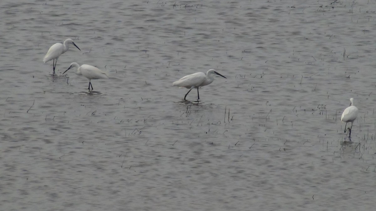 Little Egret - Sudha Parimala