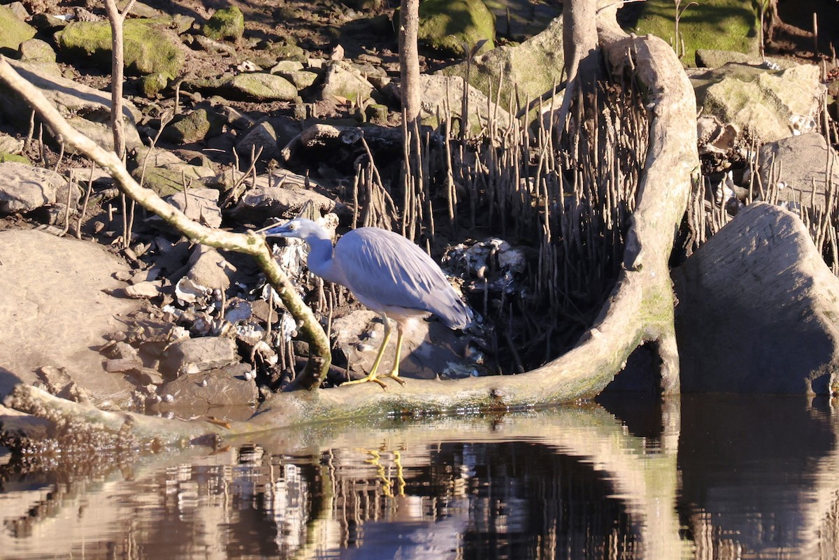 White-faced Heron - Bay Amelia Reeson