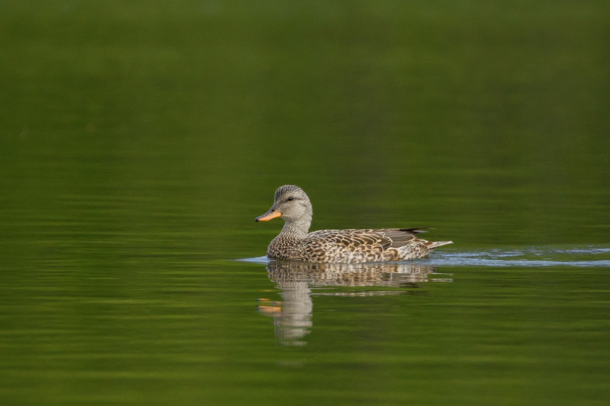 Gadwall - ML619609672